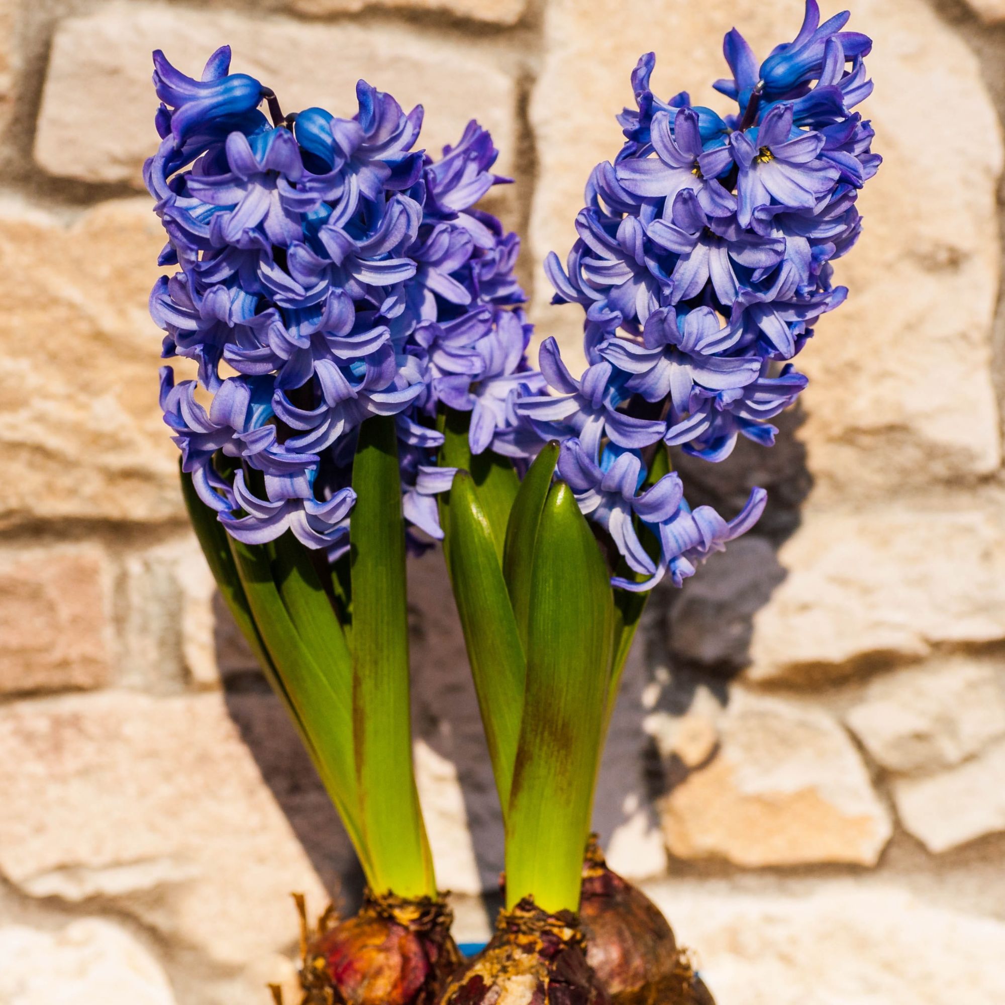 Hyacinth Flower Bulbs - Bag of 5 - Blue Jackets - Hyacinth orientalis - Blue / Lavender Color - Flower Bulb Sets - Flower Garden